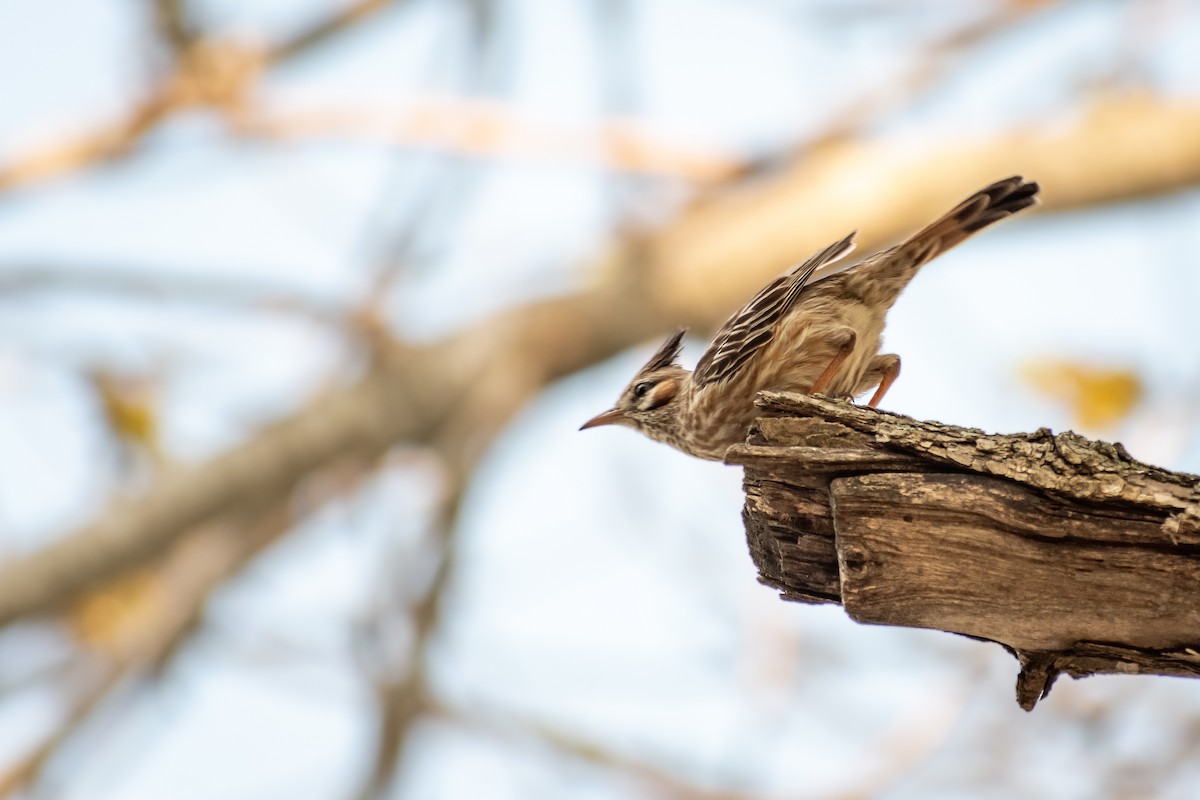 Annumbi alouette - ML644263191