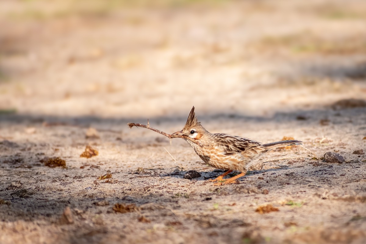 Annumbi alouette - ML644263192