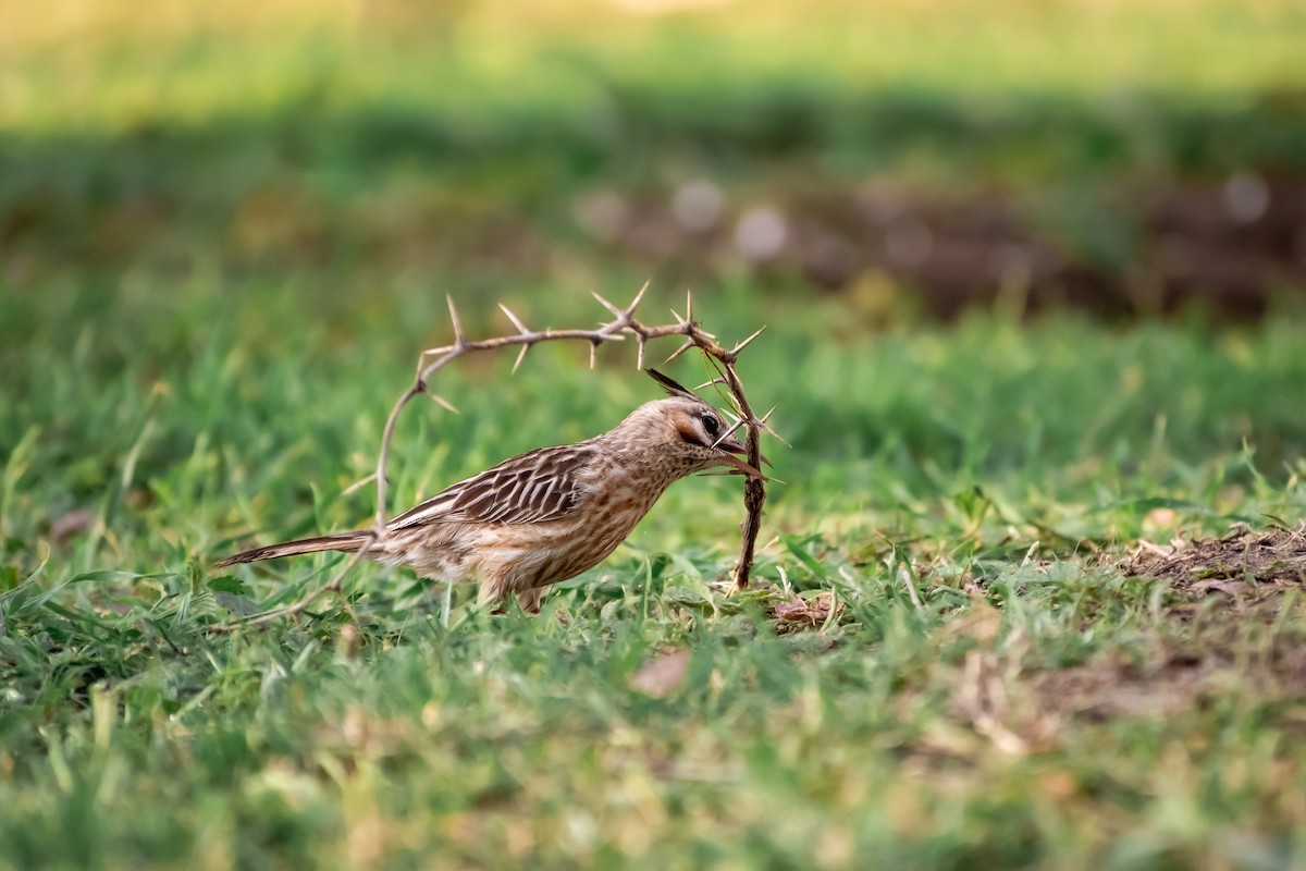 Annumbi alouette - ML644263193