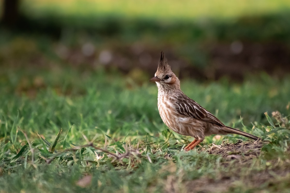 Annumbi alouette - ML644263194