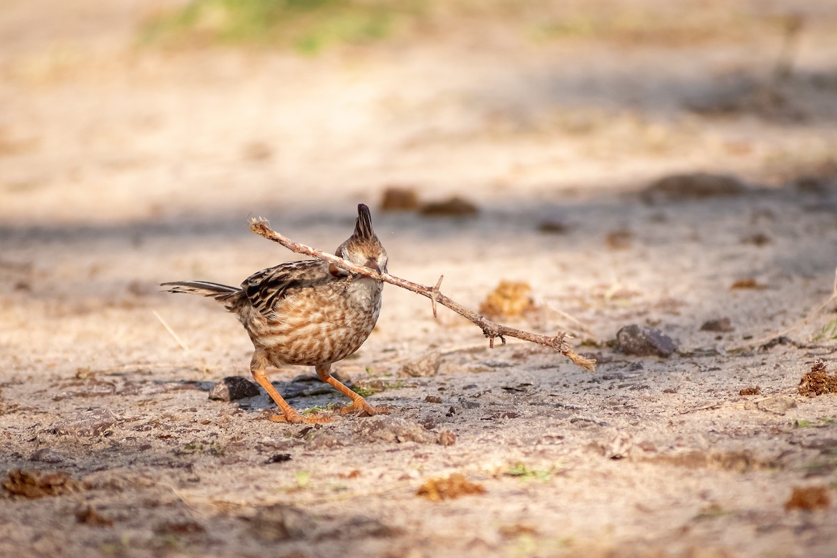 Annumbi alouette - ML644263195