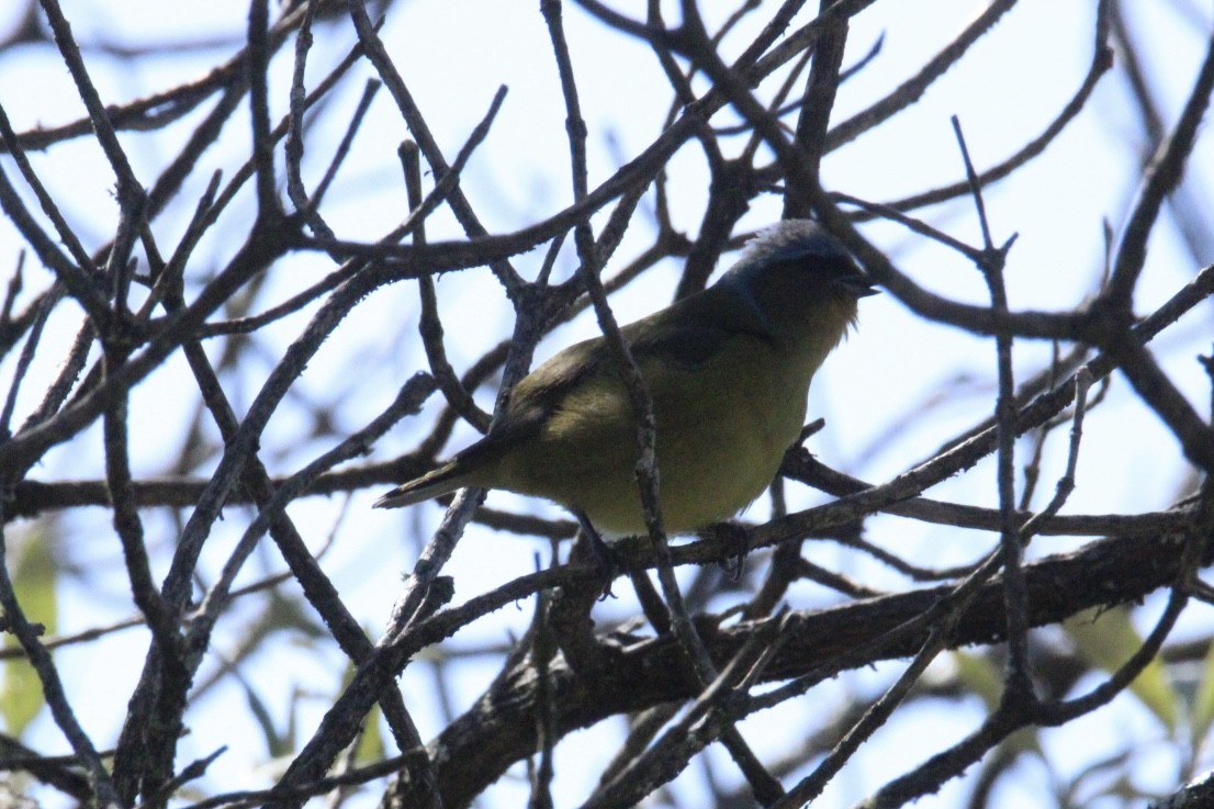 ルリゴシサンショクフウキンチョウ - ML644263196