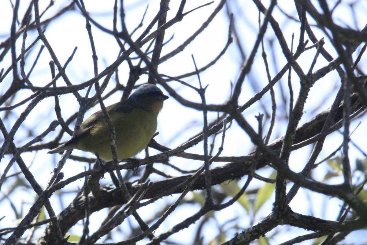 ルリゴシサンショクフウキンチョウ - ML644263197