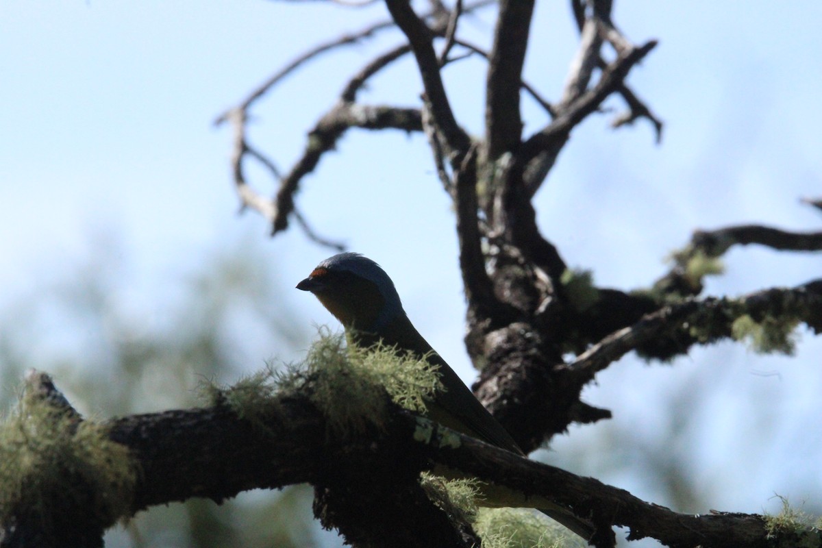 ルリゴシサンショクフウキンチョウ - ML644263198