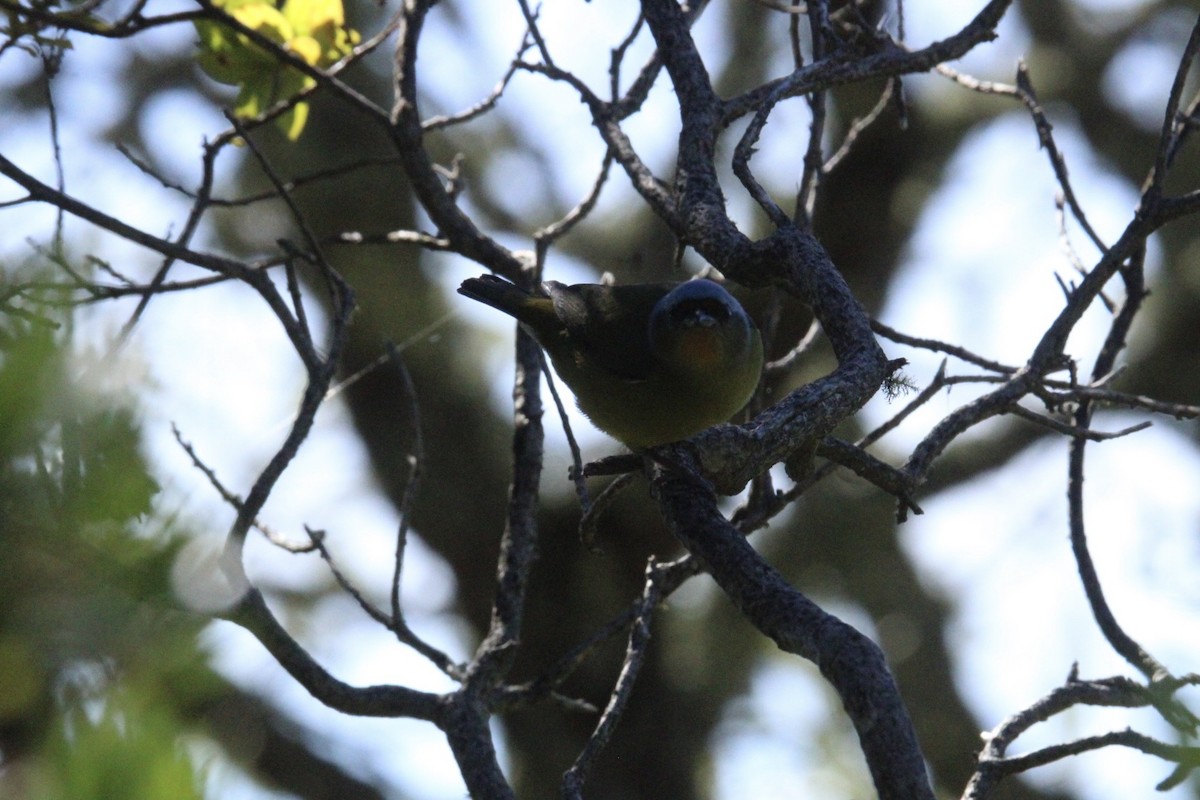 ルリゴシサンショクフウキンチョウ - ML644263199