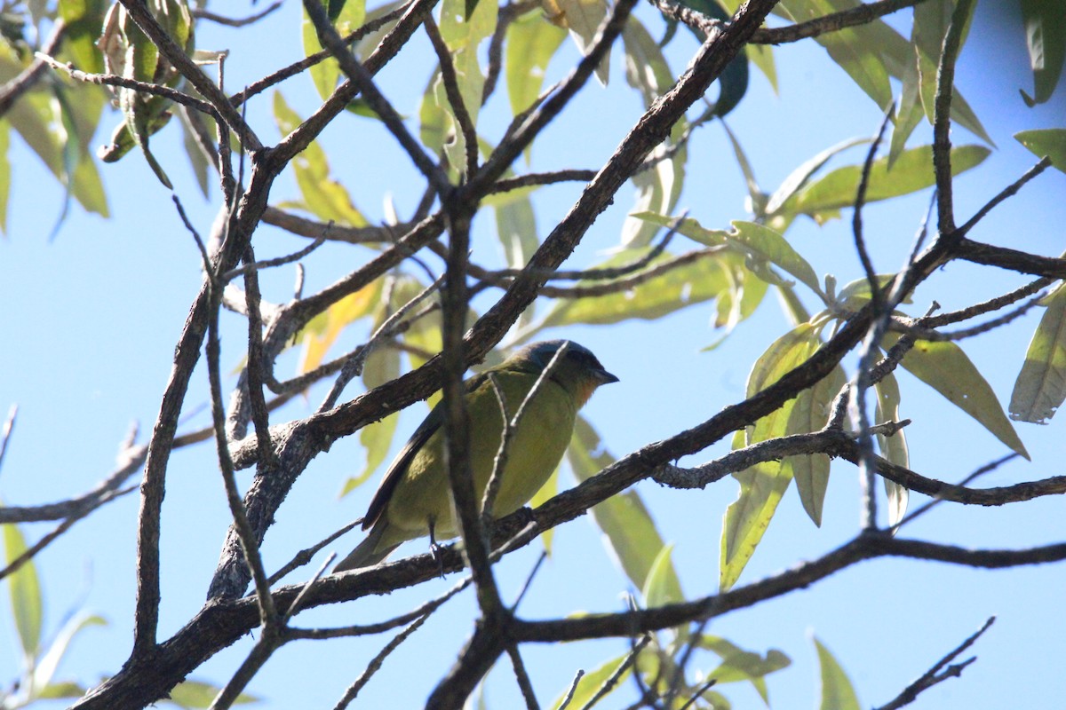 ルリゴシサンショクフウキンチョウ - ML644263200