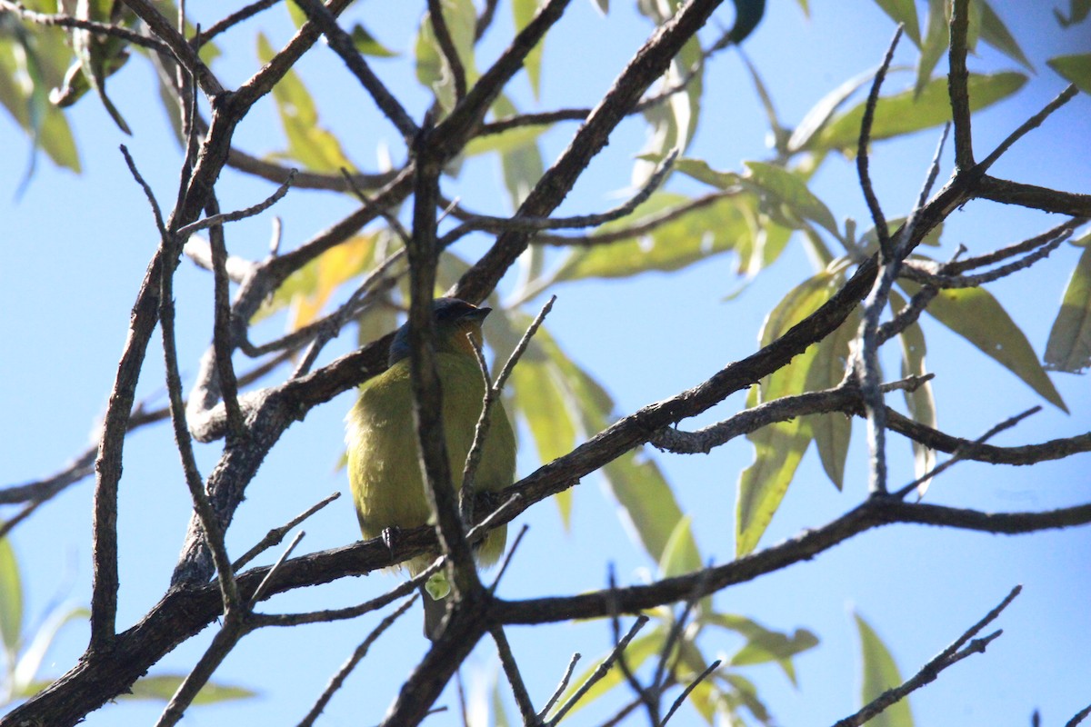 ルリゴシサンショクフウキンチョウ - ML644263201