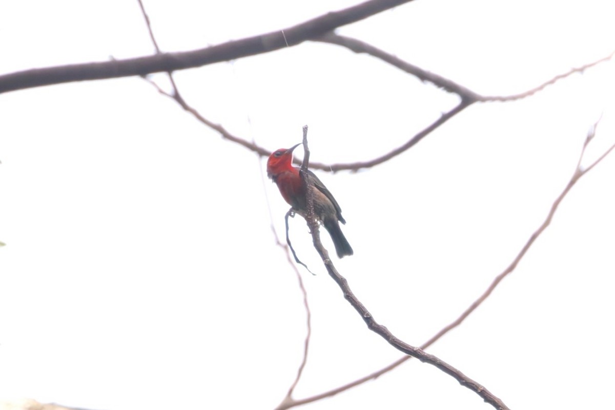 Taliabu Myzomela - ML644263204