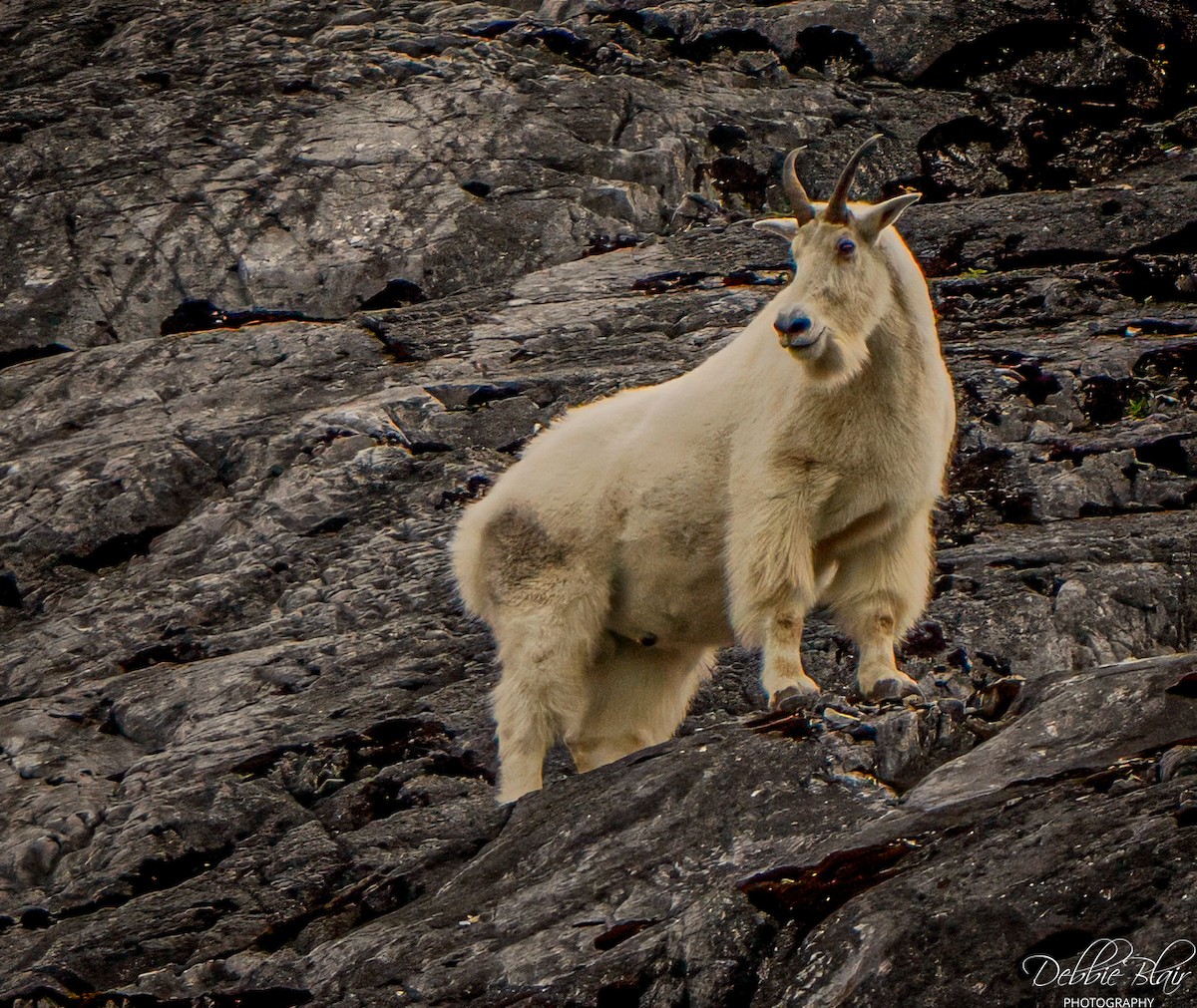 Mountain Goat - ML644263224