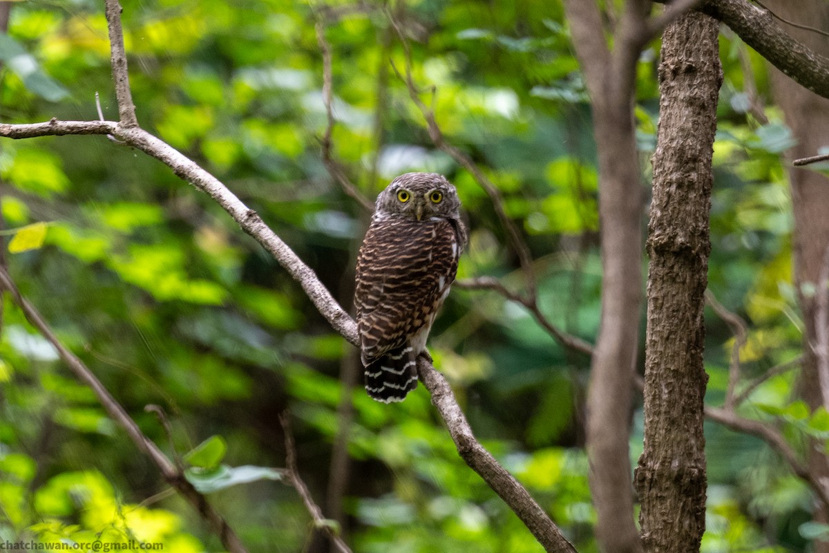 Asian Barred Owlet - ML644263228