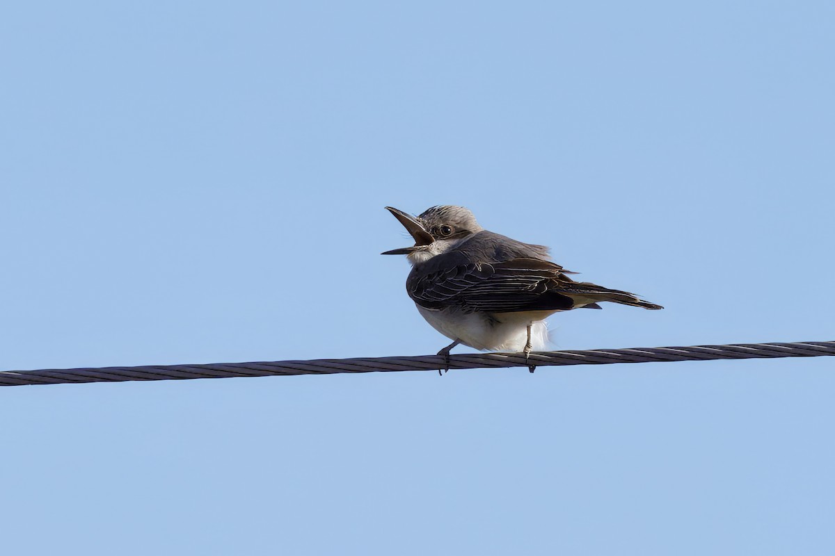 Gray Kingbird - ML644263236