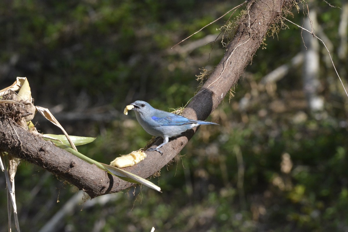Azure-shouldered Tanager - ML644263240