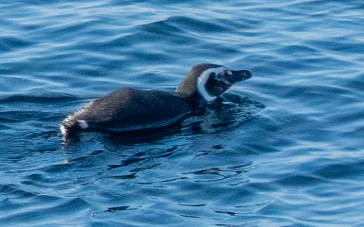 Magellanic Penguin - ML644263247