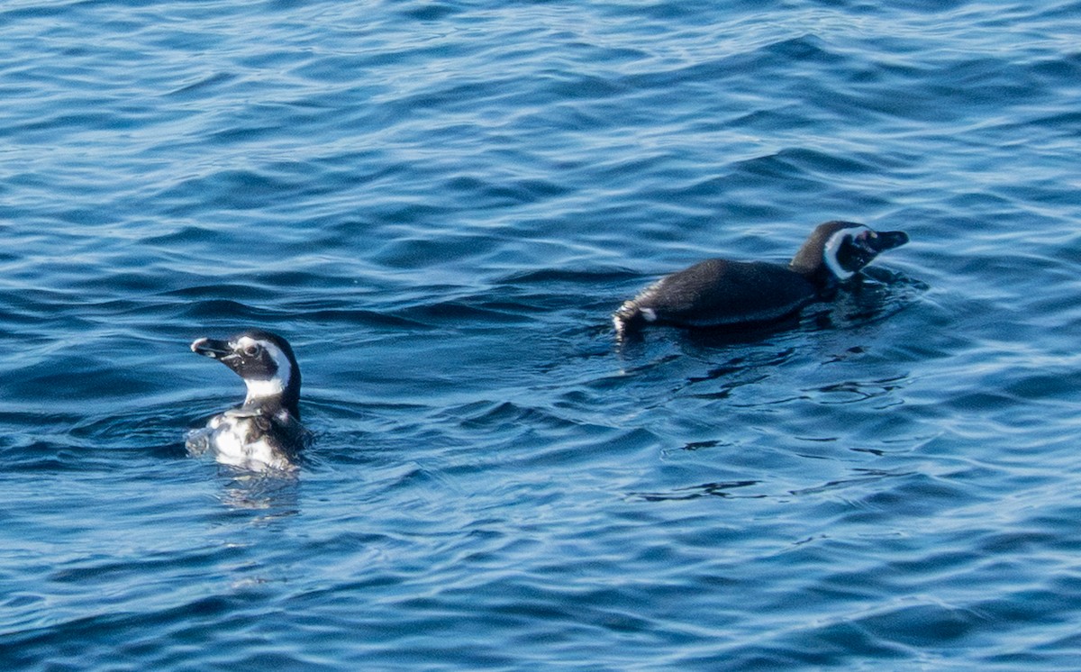 Magellanic Penguin - ML644263248