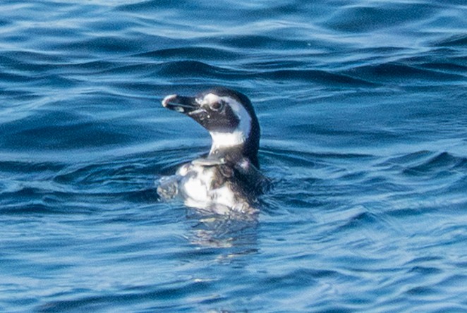 Magellanic Penguin - ML644263249