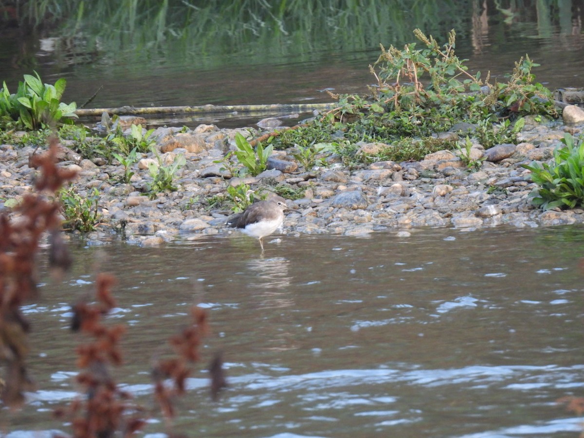 vodouš kropenatý - ML644263254