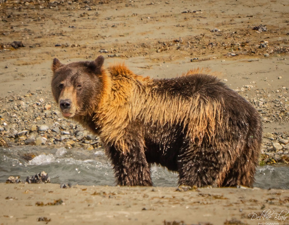 Brown Bear - ML644263255
