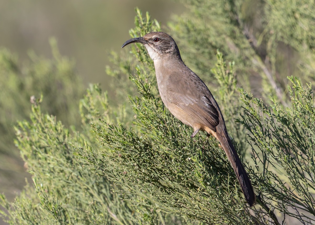 Kalifornienspottdrossel - ML644263256