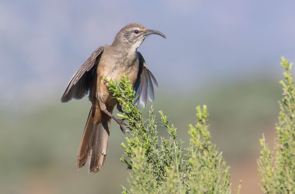 Kalifornienspottdrossel - ML644263258