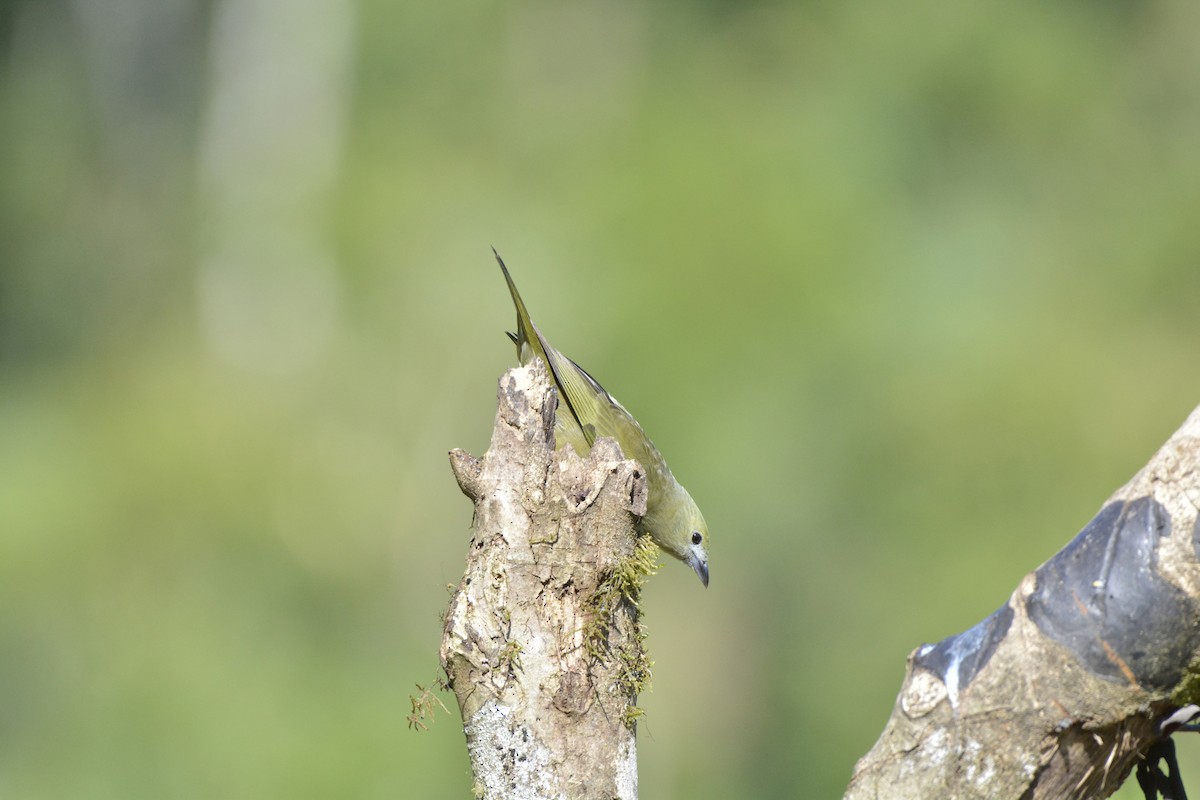 palmetanagar - ML644263263