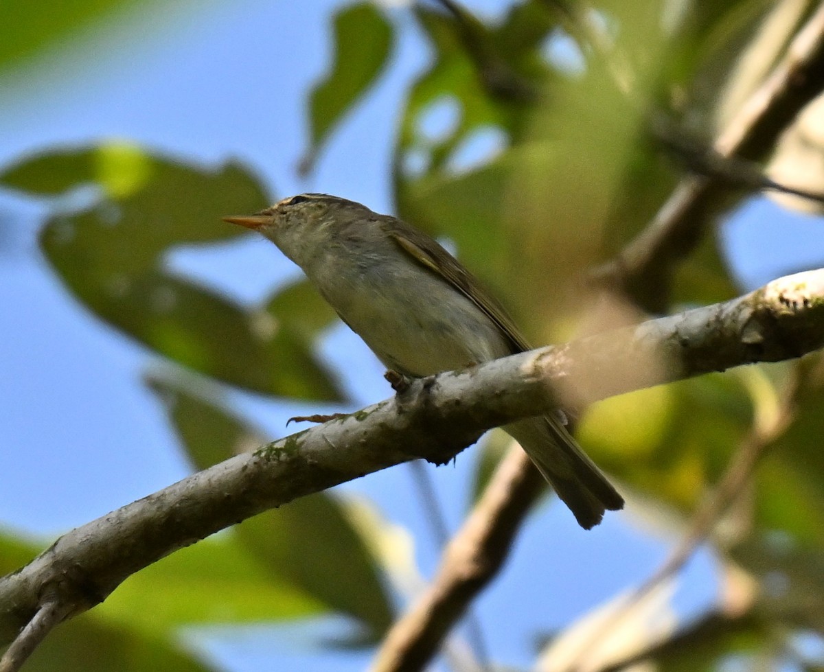 Luì boreale - ML644263265