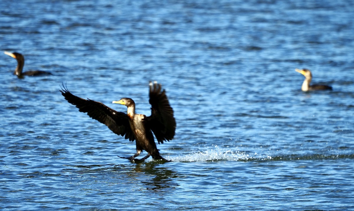 Double-crested Cormorant - ML644263266