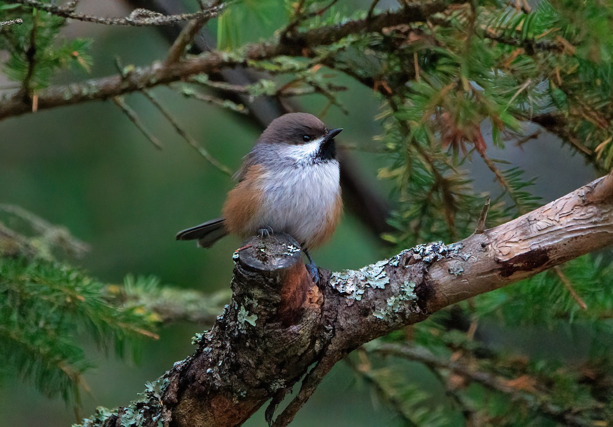 Mésange à tête brune - ML644263270