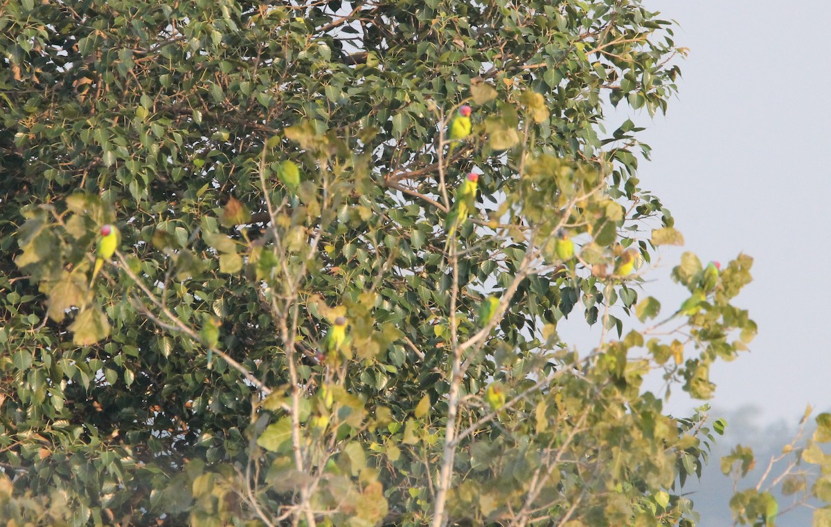 Plum-headed Parakeet - ML644263271