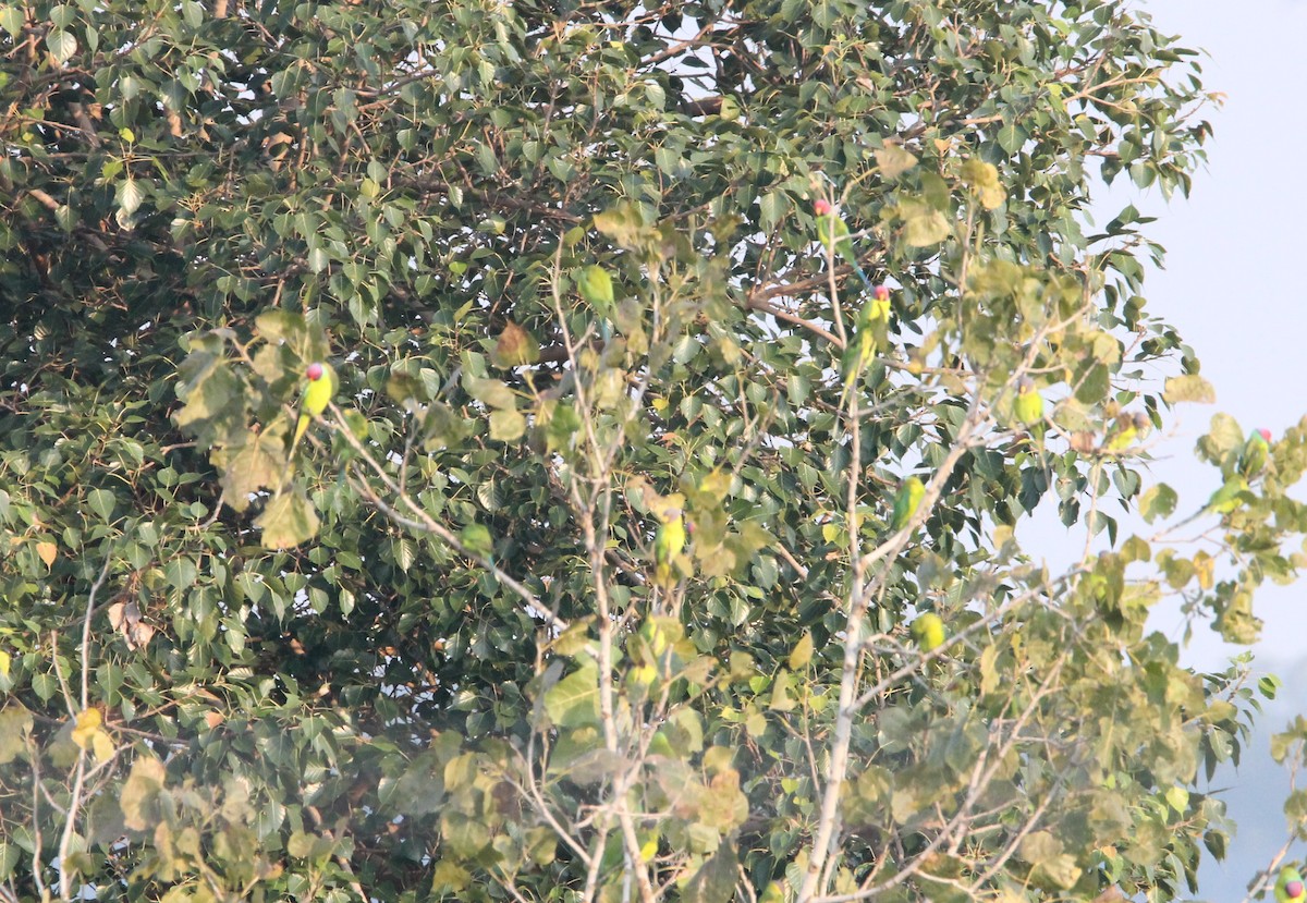 Plum-headed Parakeet - ML644263272