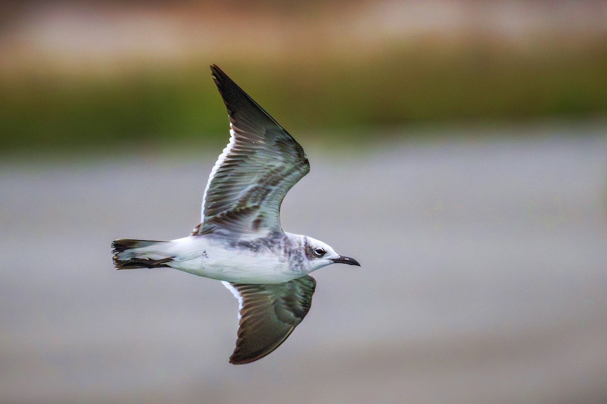 Ацтекская чайка - ML644263273