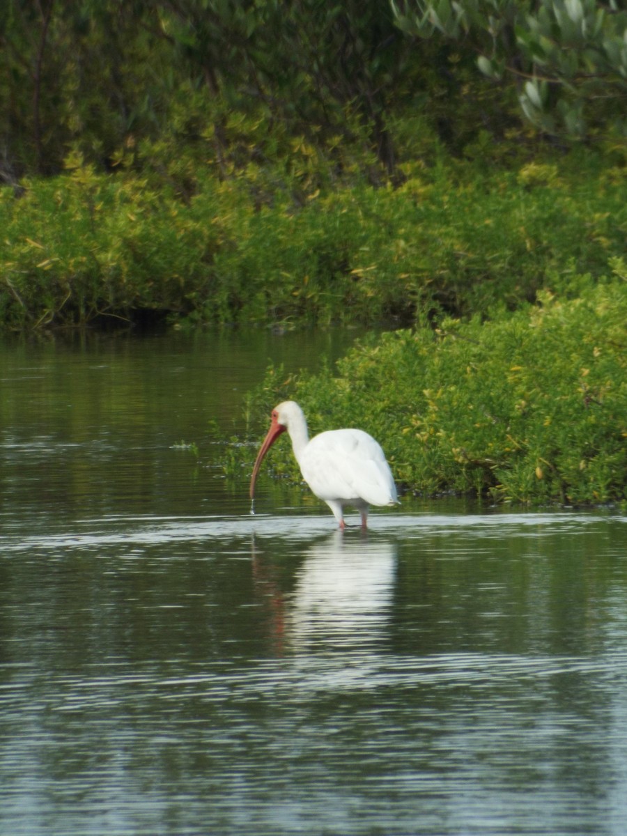 White Ibis - ML644263277