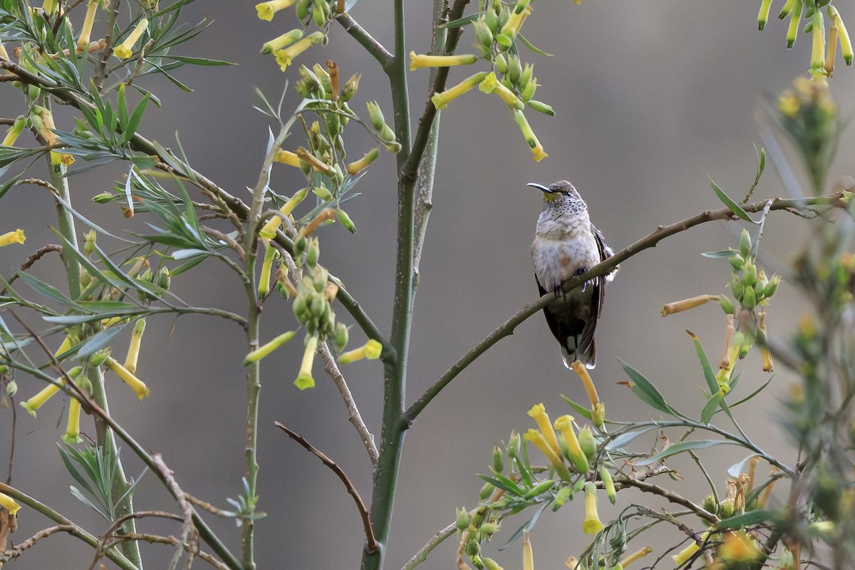 アンデスヤマハチドリ - ML644263282