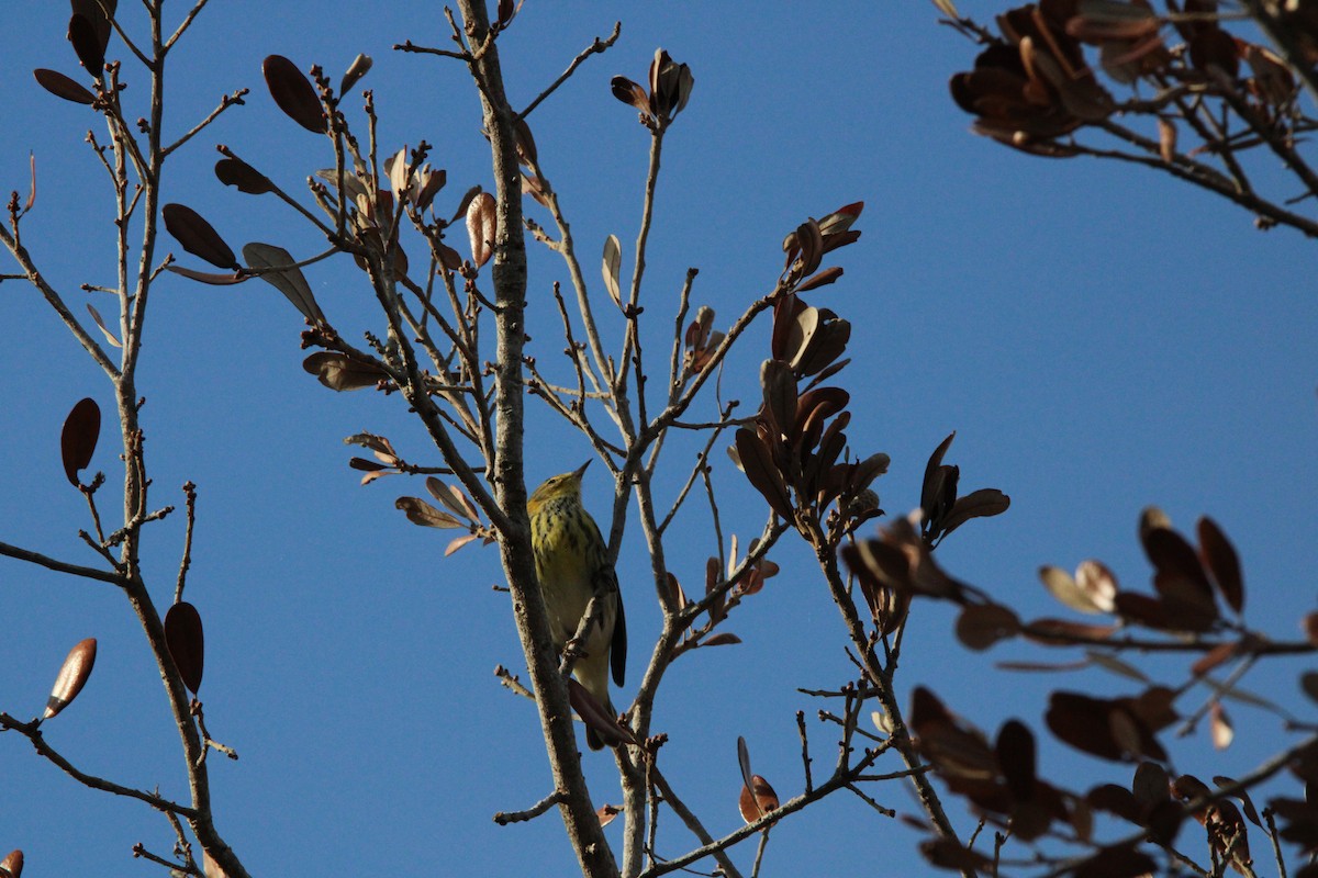 Kaplan Ötleğeni - ML644263283