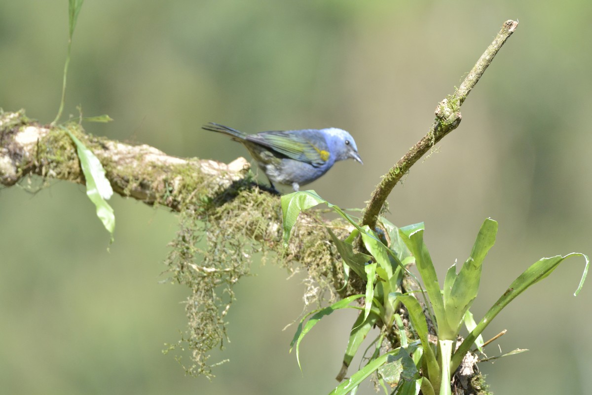 Schmucktangare - ML644263284