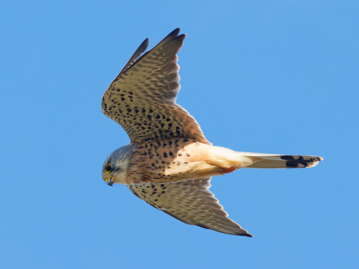 Eurasian Kestrel - ML644263286