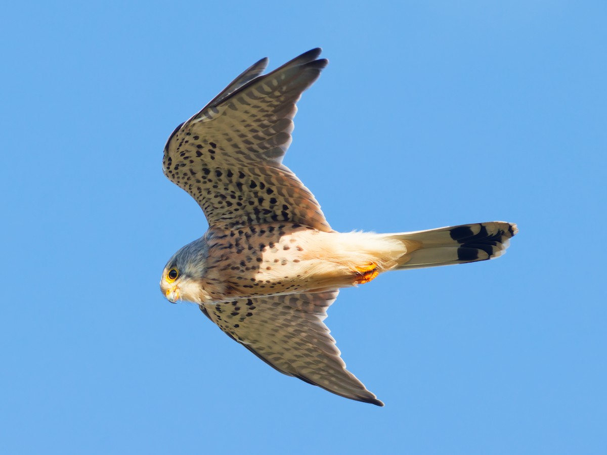 Eurasian Kestrel - ML644263287