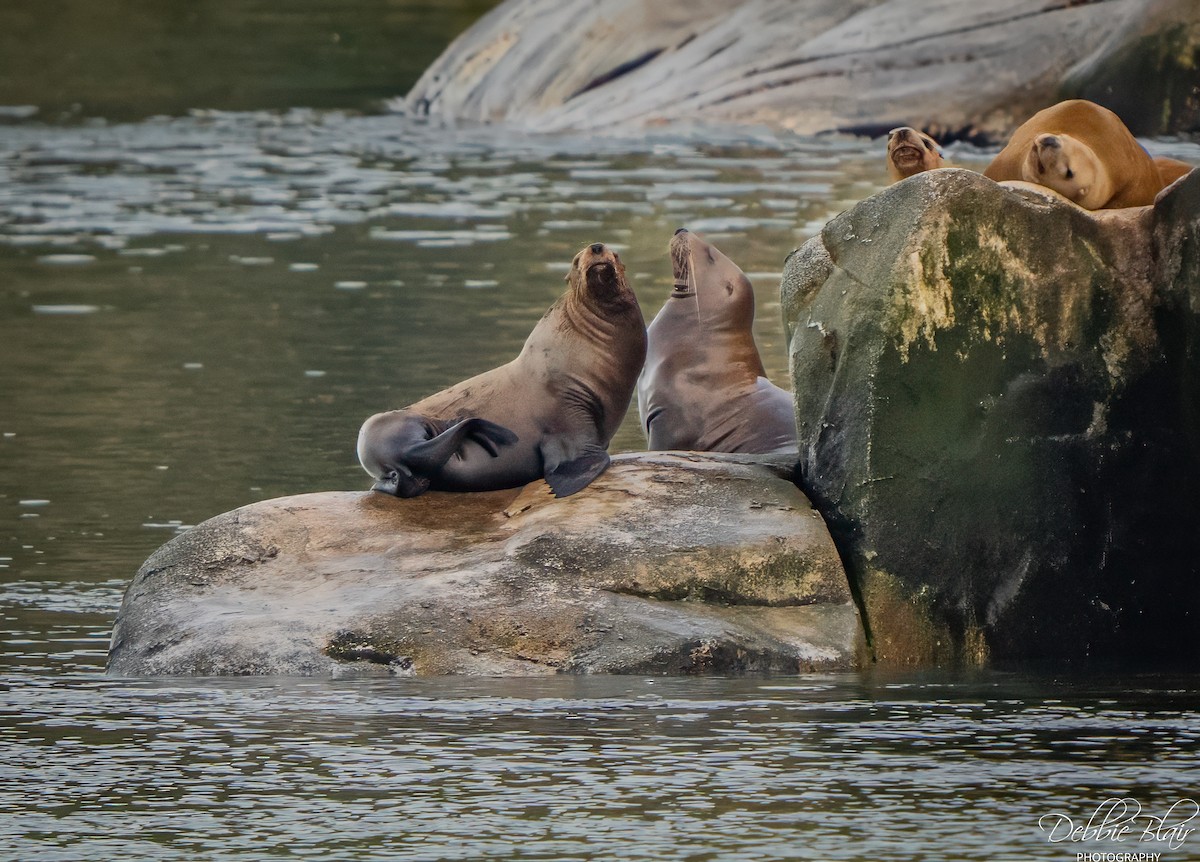 Steller Sea Lion - ML644263289