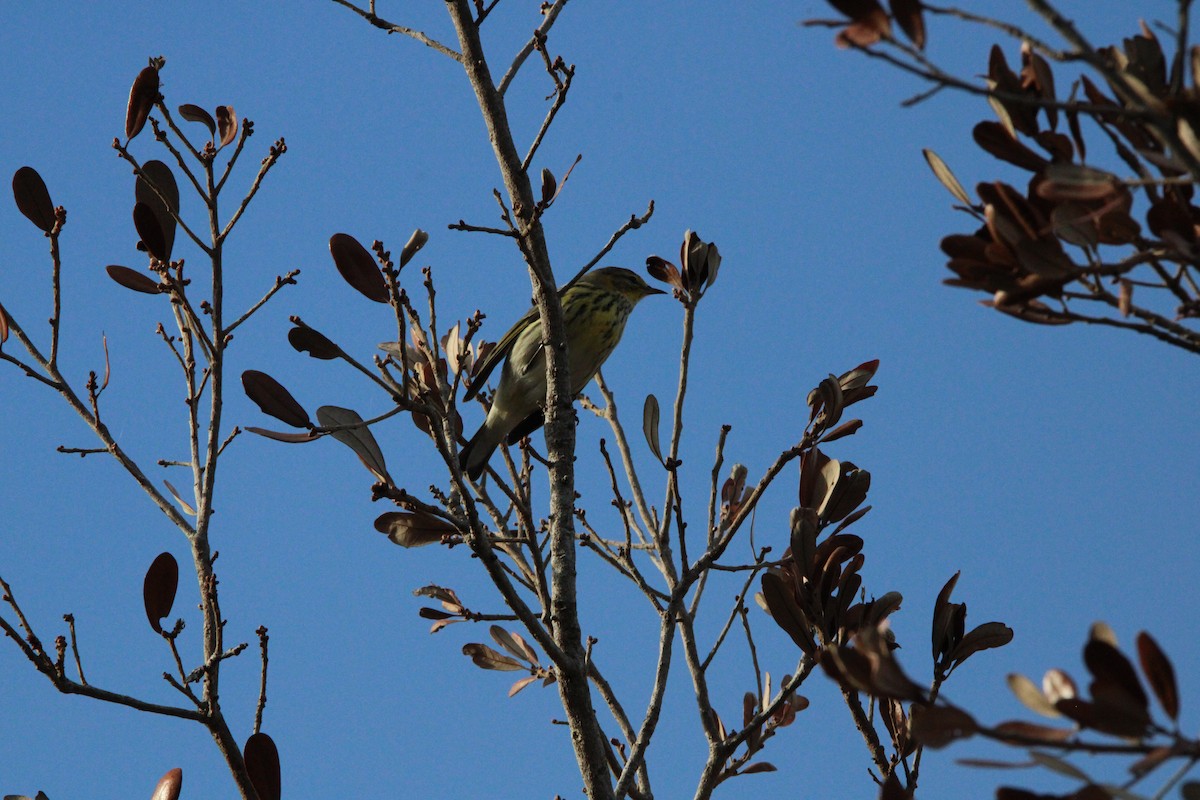 Kaplan Ötleğeni - ML644263290