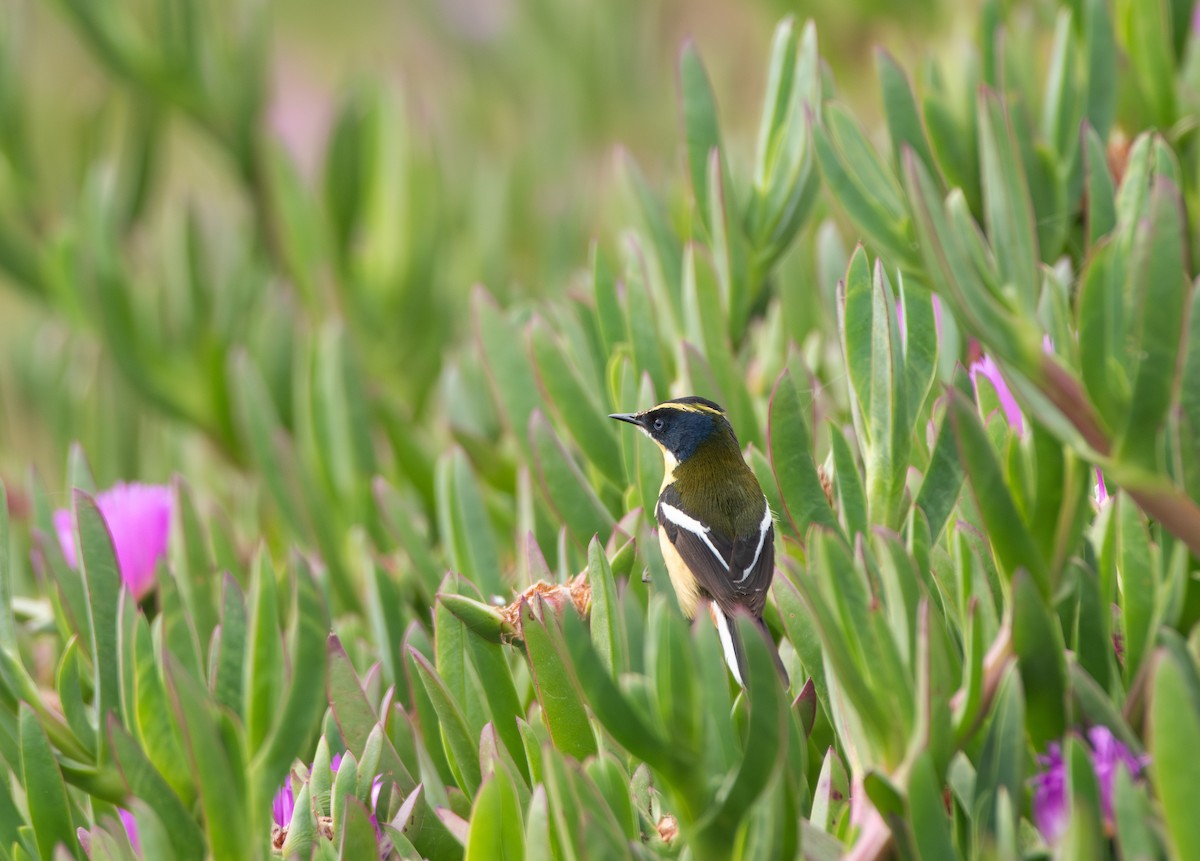 Many-colored Rush Tyrant - ML644263293