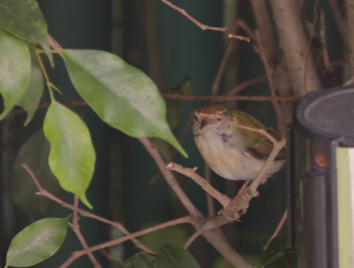 langstjertskredderfugl - ML644263294