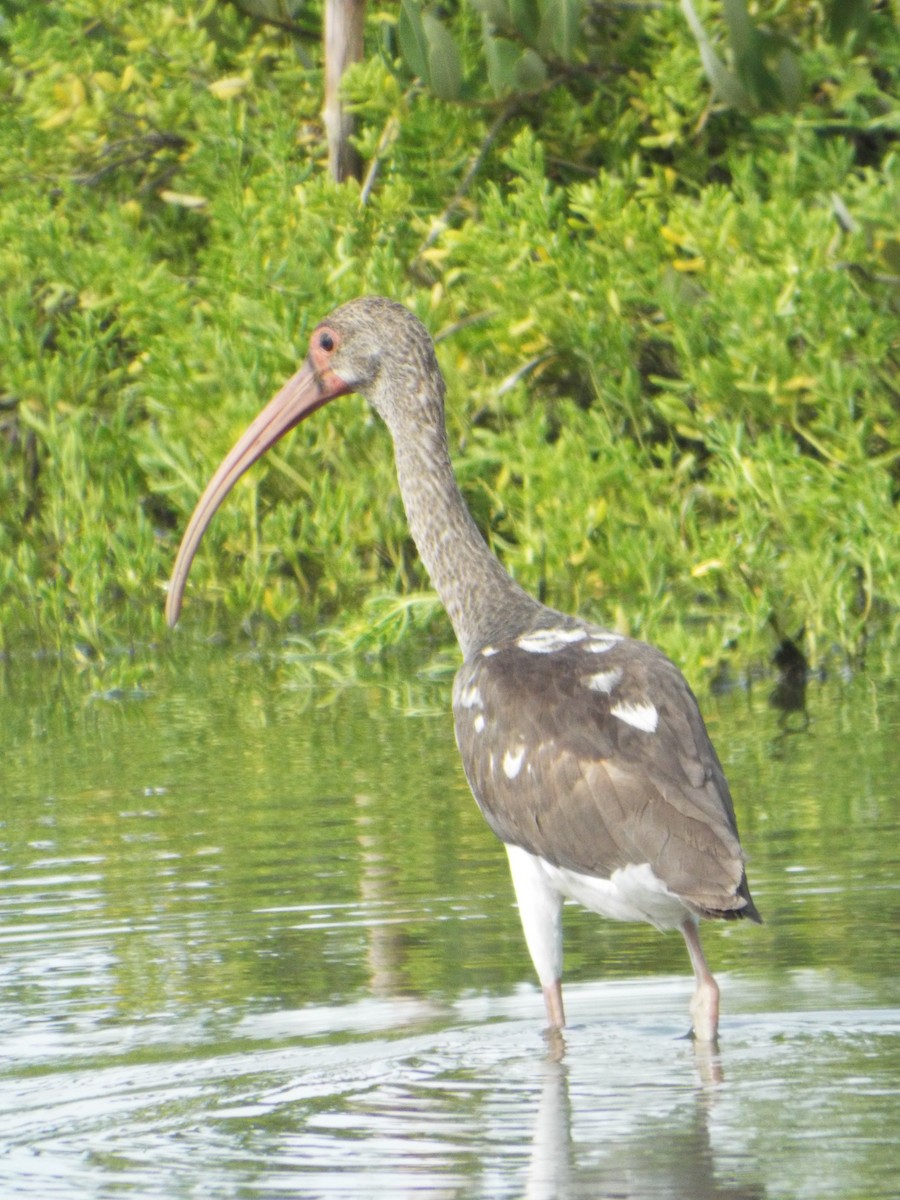 White Ibis - ML644263296