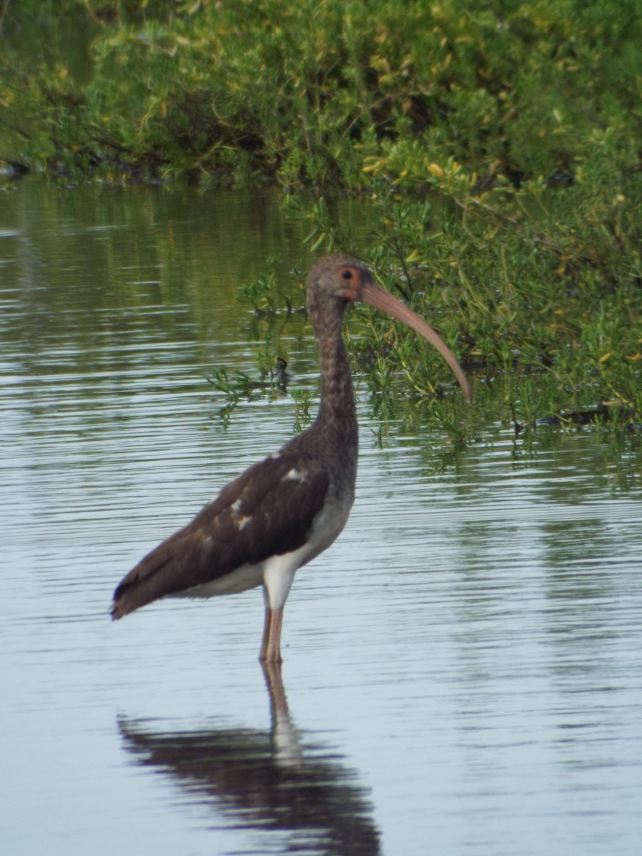 White Ibis - ML644263297