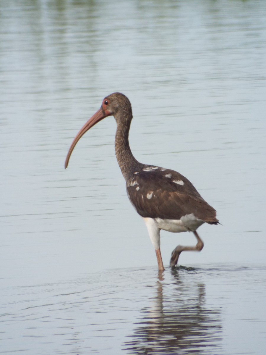 White Ibis - ML644263298
