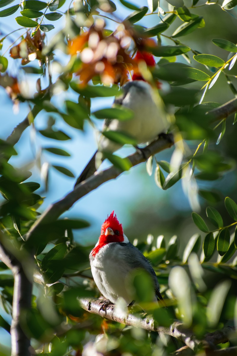 Red-crested Cardinal - ML644263299