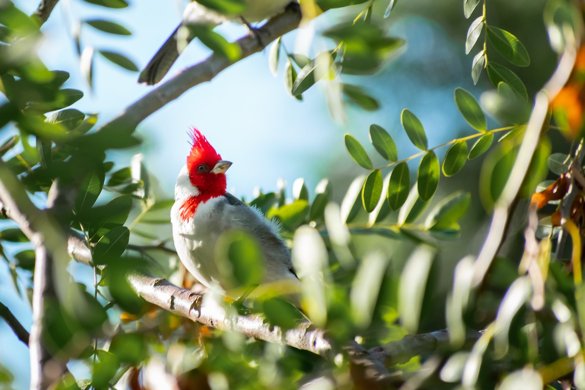 Red-crested Cardinal - ML644263300