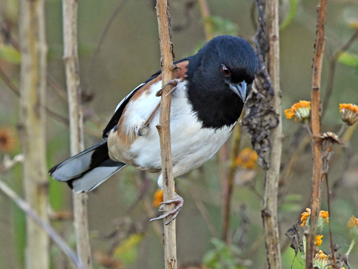 Eastern Towhee - ML644263301
