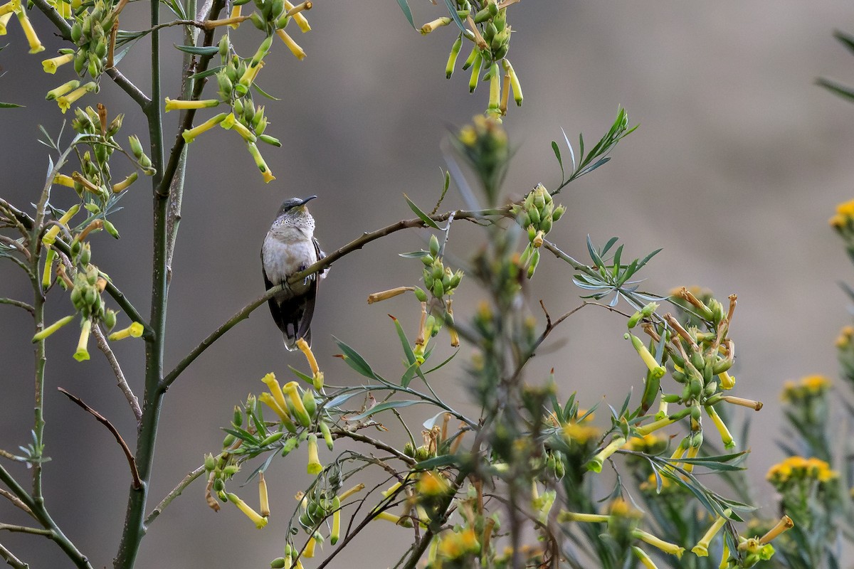 アンデスヤマハチドリ - ML644263302
