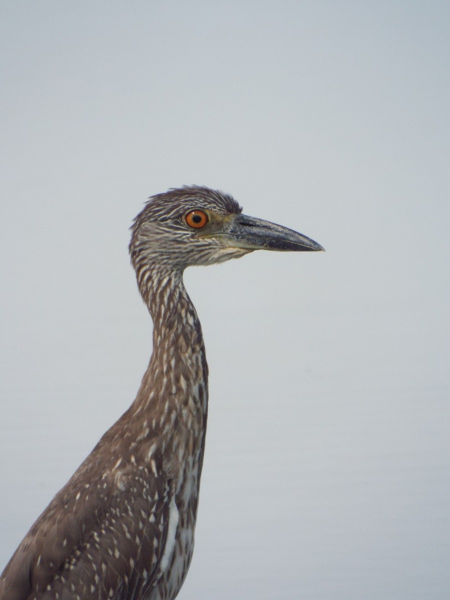 Yellow-crowned Night Heron - ML644263311