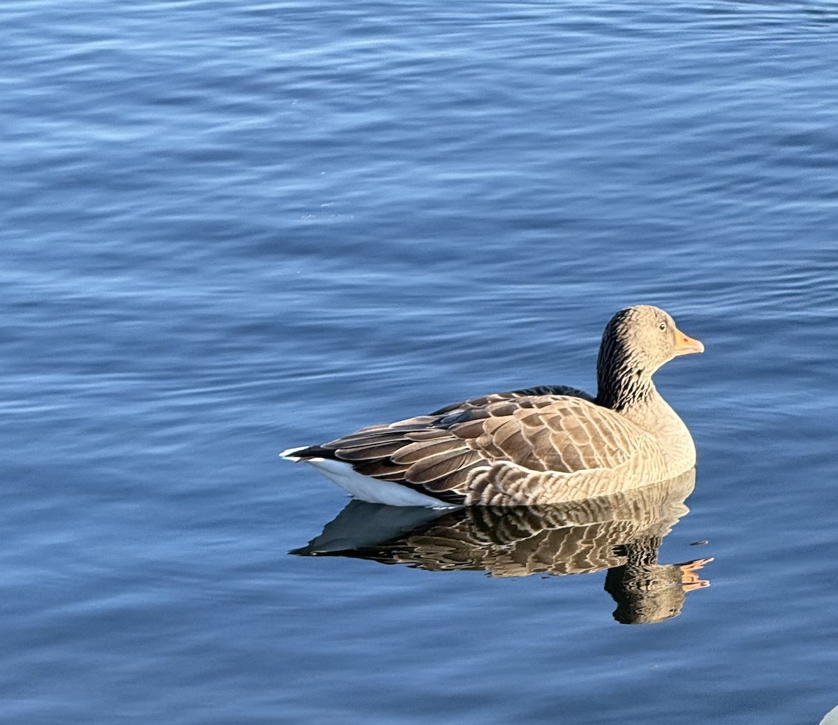 Graylag Goose - ML644263319