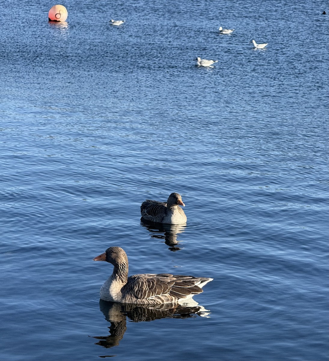 Graylag Goose - ML644263320